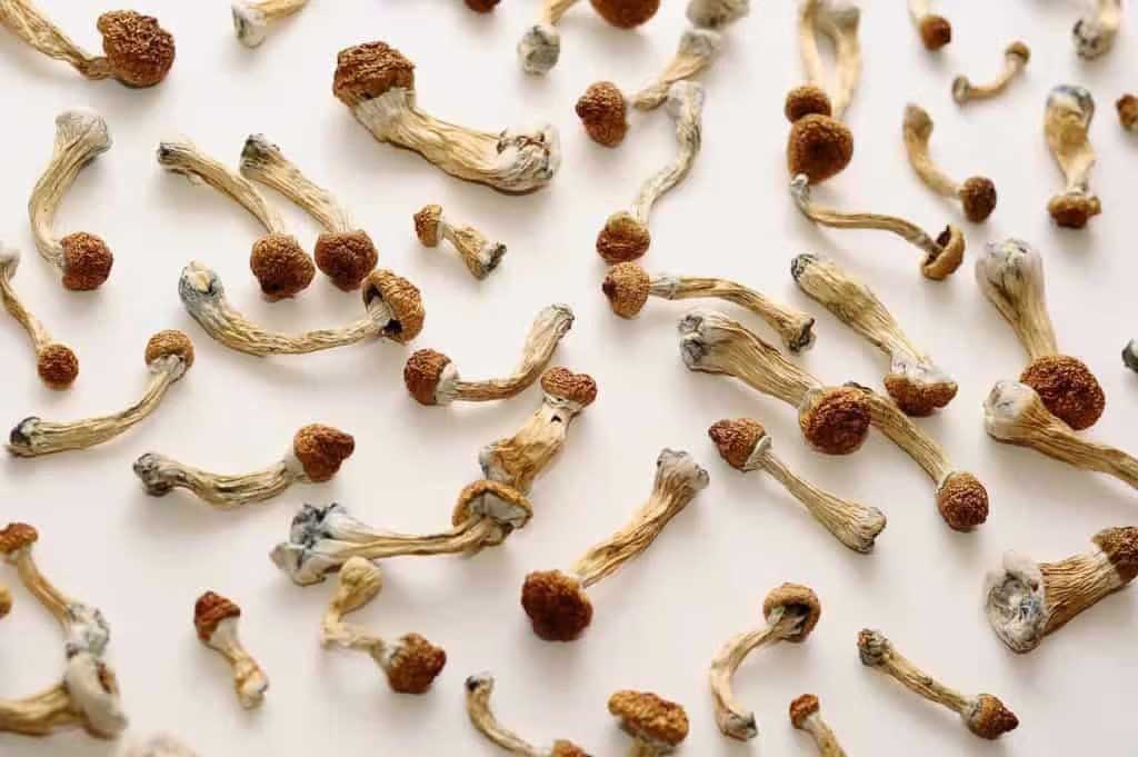 How long does a shroom trip last? Since magic mushrooms look similar to poisonous mushrooms, poisoning is yet another potential risk of taking these drugs