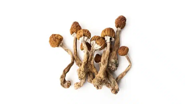 Psilocybin mushrooms, also known as magic mushrooms or shrooms, can stay in your system for about 15 hours after the last dose. For people who struggle with chronic substance abuse of shrooms, it can stay in their system for several days.