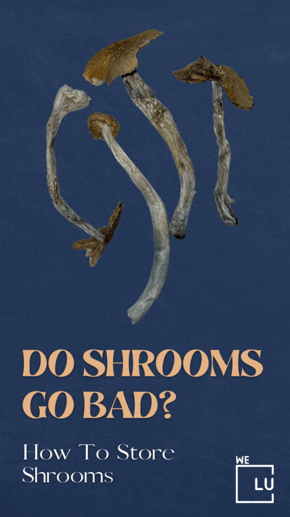 Do shrooms show up on a drug test? These are the common questions you may have if you take them. Although shrooms are commonly associated with euphoria and other desirable side effects, they can also have negative highs referred to as “bad trips.”