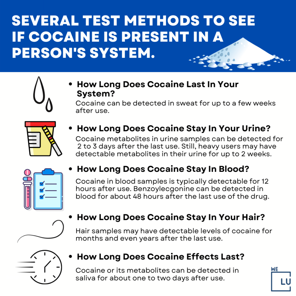 Learn how long does cocaine stay in urine blood saliva and hair. And how long does cocaine stay in your system? The length of time that cocaine remains in your system depends on a range of factors, including your physical characteristics, the route of administration, and the amount of cocaine used.