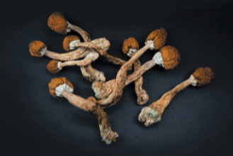 How long does a shroom trip last? If your loved one is taking mushrooms, they might display unusual behavior such as jumping out of a window or other dangerous actions.