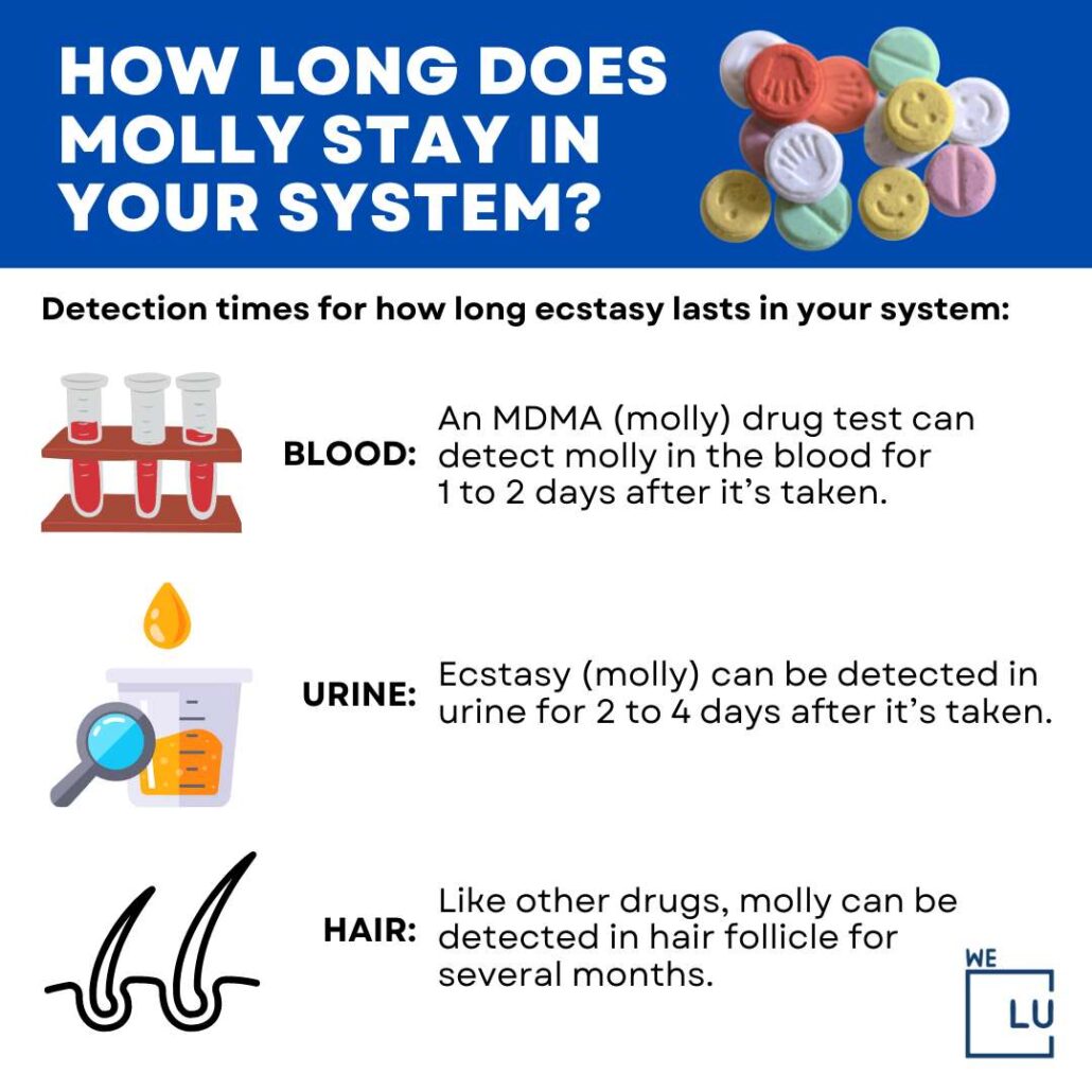  How long does molly last In your system? How long does Molly last in the human body, and the after-effects of using Molly are questions many misusers may have. Molly drug test time frames can vary. The amount of time Molly can be detected in your system will be determined by the drug test, the amount used, weight, and metabolism rate.