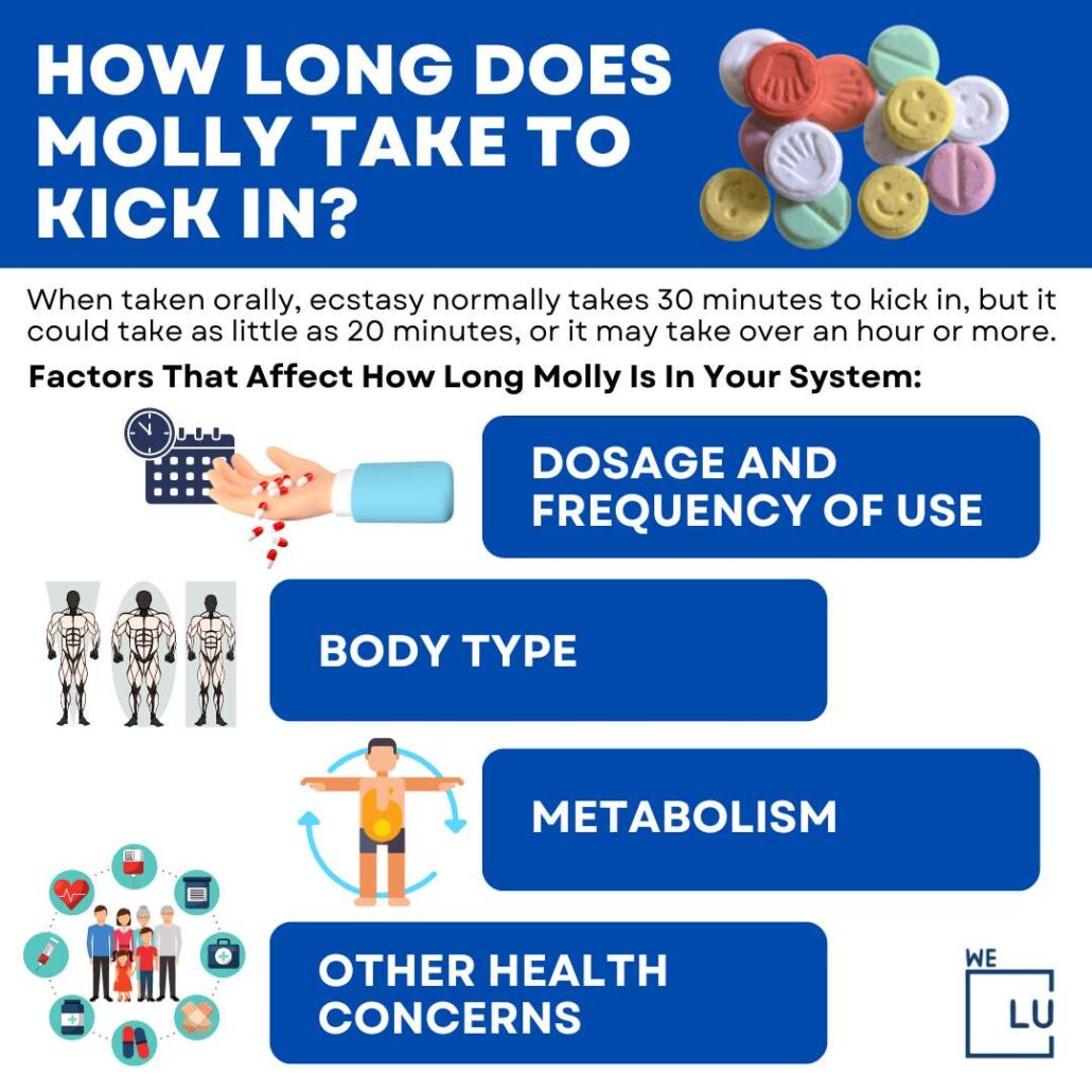 How long does molly last In your system? Determining how long molly will stay in a person’s system is complicated. It depends on many factors. Molly affects the brain by increasing the activity of three chemicals: serotonin, dopamine, and norepinephrine.  Moreover, multiple factors impact how long molly lasts in your system.