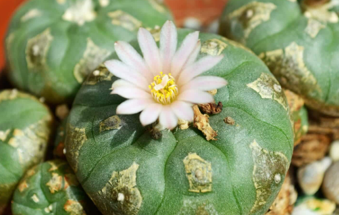Mescaline, commonly known as "mescaline drug," is a powerful hallucinogenic substance derived from the peyote cactus. It is also known by various street names, such as "mesc," "cactus," "buttons," and "moon." 