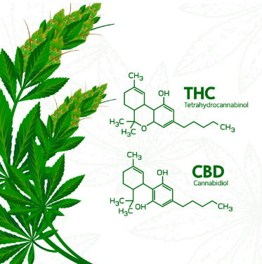 Difference Between CBD and THC. The two most well-known cannabinoids, cannabidiol (CBD) and tetrahydrocannabinol (THC) are found in the cannabis plant. They have similar molecular structures but different physiological and psychological effects.