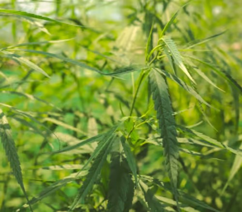 marihuana plant